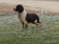 Étalon English Springer Spaniel - Duke de la closerie du chapitre