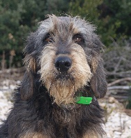 Étalon Griffon nivernais - Franco de gris morvan