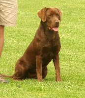 Étalon Labrador Retriever - Howdoyoudo of shadowy valley Titre Initial