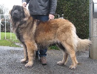 Étalon Leonberger - CH. Horace Du Plateau Bavarois Horace 