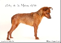 Étalon Pinscher nain - Eletop De la Maison d'Este