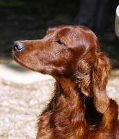 Étalon Setter irlandais rouge - CH. Astella vom st. leoner see