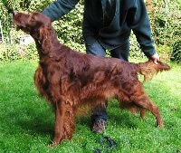 Étalon Setter irlandais rouge - CH. red suits you Are red love