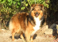 Étalon Shetland Sheepdog - Bitwine De falicobas