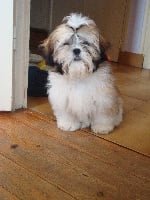 Étalon Shih Tzu - Cybelle Khy-Maho du soleil levant