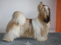 Étalon Shih Tzu - Engoon du fleuve d'or