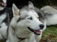 Étalon Siberian Husky - Des loups de la toundra Cleya