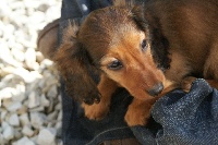 Étalon Teckel poil long - Fidji du dom teckel