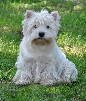 Étalon West Highland White Terrier - Chimene my lucky star du Domaine de Valesco