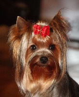 Étalon Yorkshire Terrier - Teenangel Dailyman