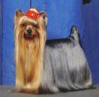 Étalon Yorkshire Terrier - CH. groveshire's Fast and furious
