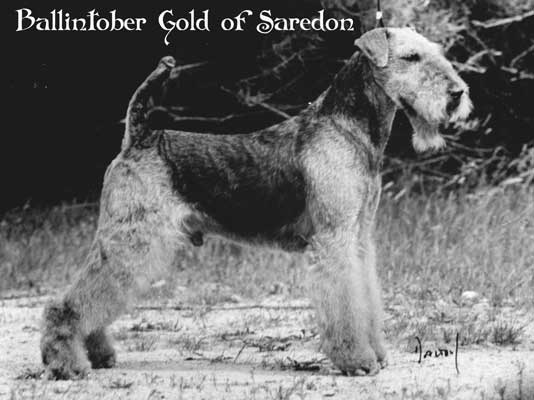 CH. ballintober Gold of saredon