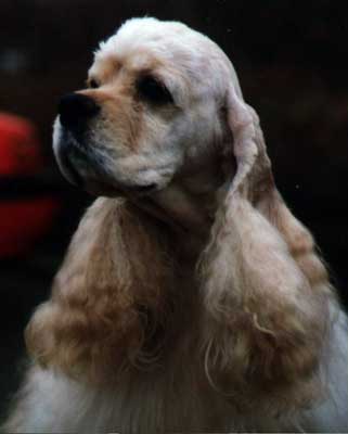 CH. Kaplar's Flashback