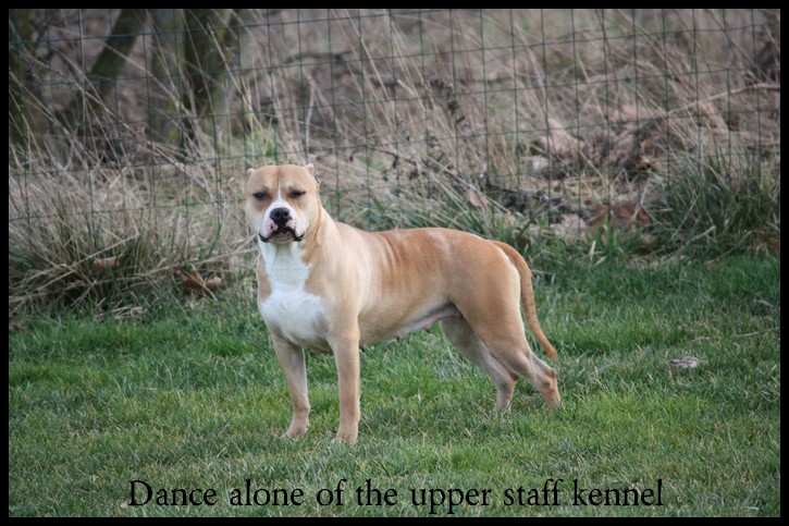 Dance alone of the upper staff kennel