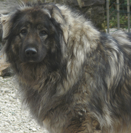 CH. Bina (Sans Affixe)