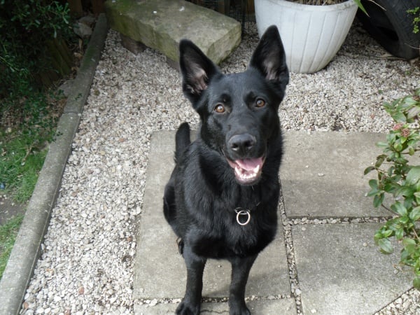 Publication : Du Domaine Du Loup Fidèle Auteur : Aurélie Dziudzia