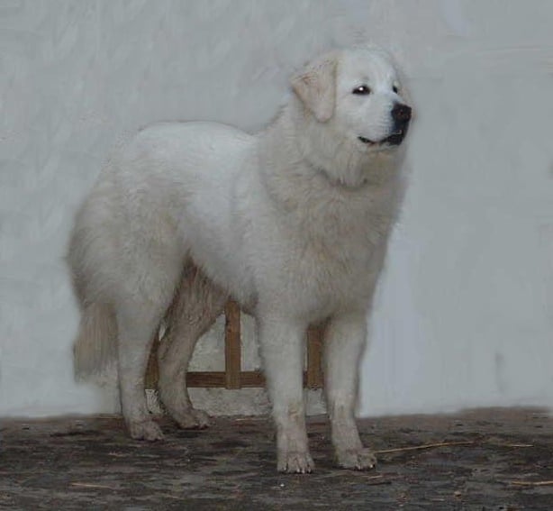 Publication : Vom Wogenrain