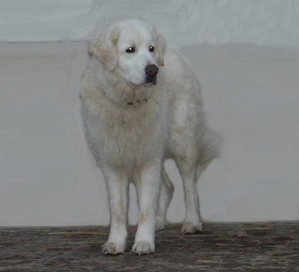 Publication : Vom Wogenrain