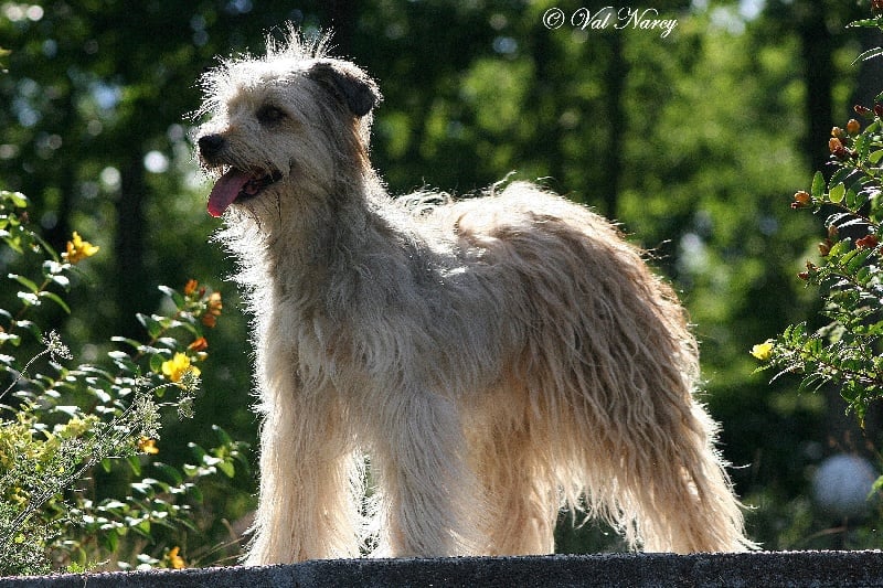 Bourniquelle de L'Oustaou de Padel