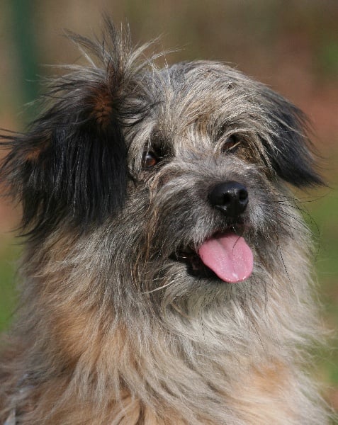 Publication : Des patures d'averole 