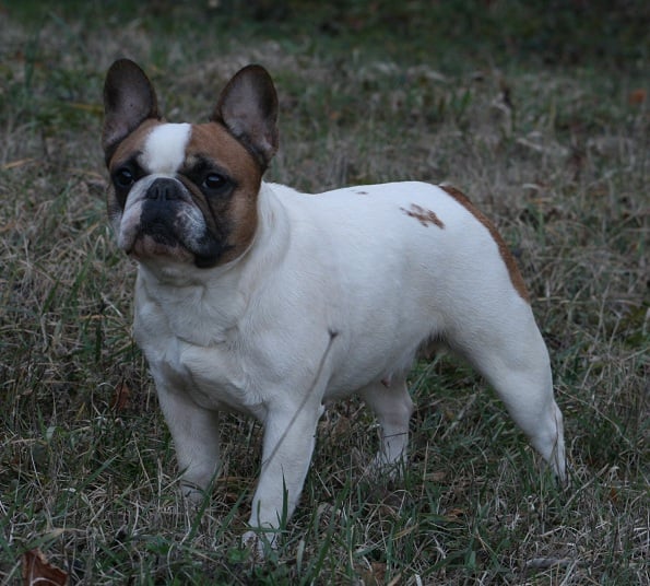 Doréane des Méandres de la Vézère