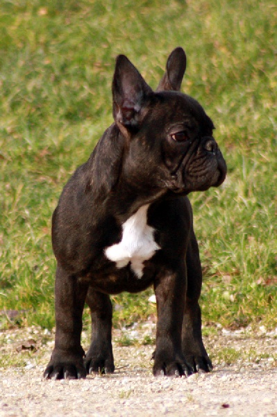 Publication : du Chant de l'Elfe 