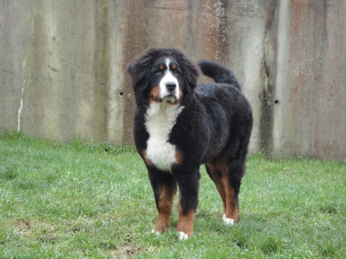 Publication : Néboa De Meigas 