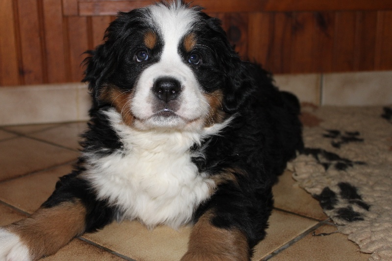 Publication : De La Ferme D'uzes Auteur : M Van'T Klooster