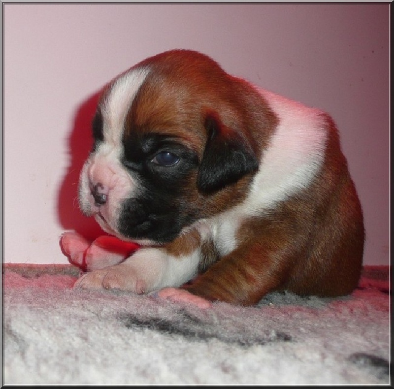 Publication : des verveines du velay 