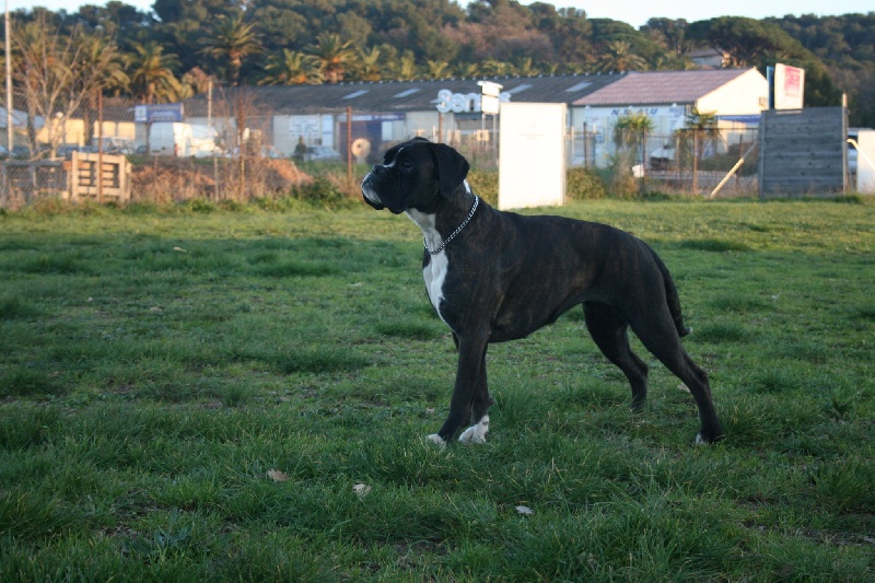 Publication : des Pins Penches Auteur : guis emilie