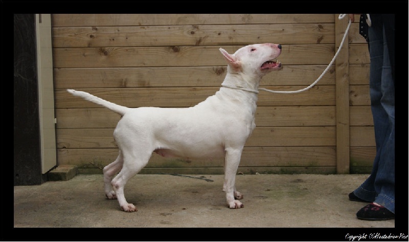 Delicate white angel de l'arche des Bull du Nord