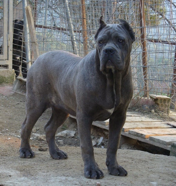 Publication : di Re Manfredi