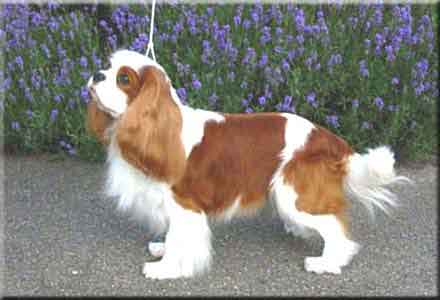 CH. . Haagen Dazs of craigowl