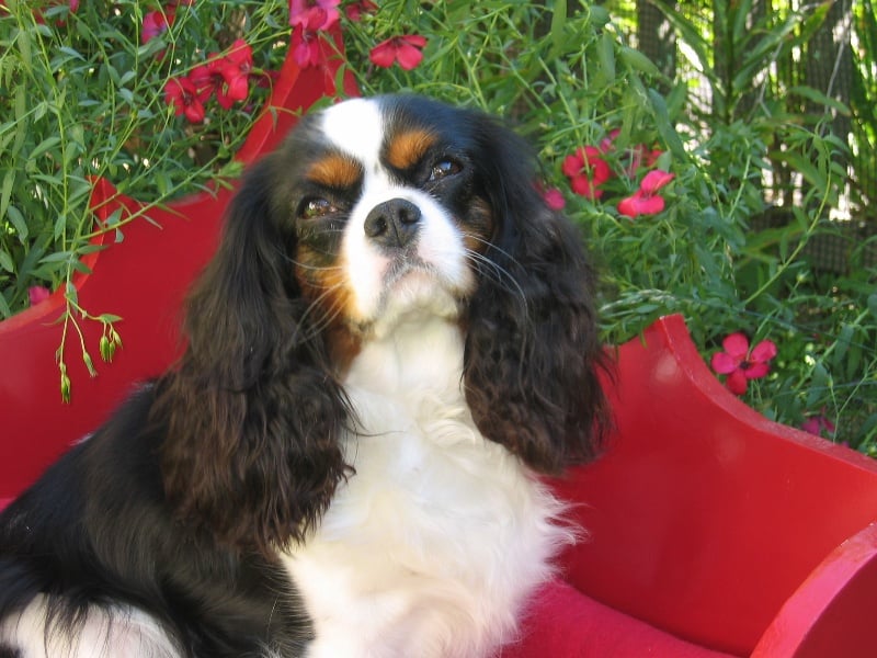 Carham Almost an angel