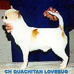 CH. ouachitah Lovebug