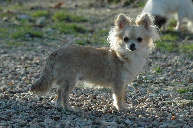 Candy des jardins de montet