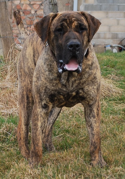 Volverine baluarte de los perros