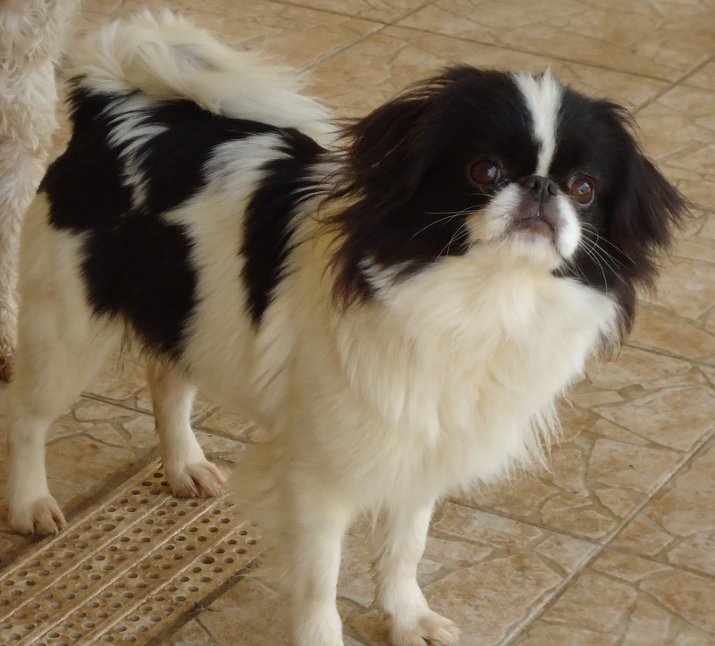 Publication : de la Seigneurie d'Annoz Auteur : Annweiler Alexandra