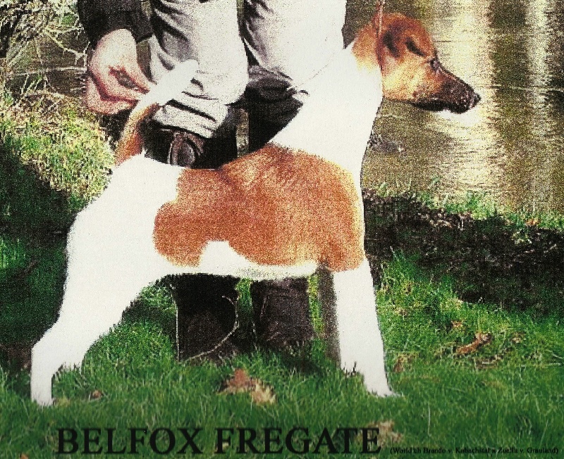 Publication : Belfox 