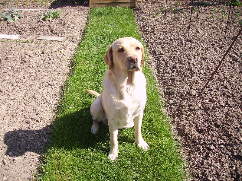 TR. Cheyenne Des Colverts De La Mésangere