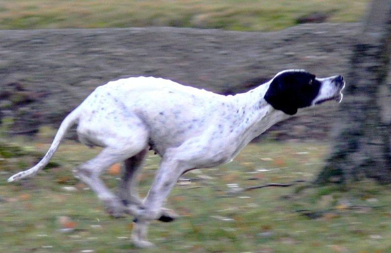 VANGIE De la vallee des myrtilles