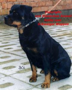 Kathy Vom schwaiger wappen