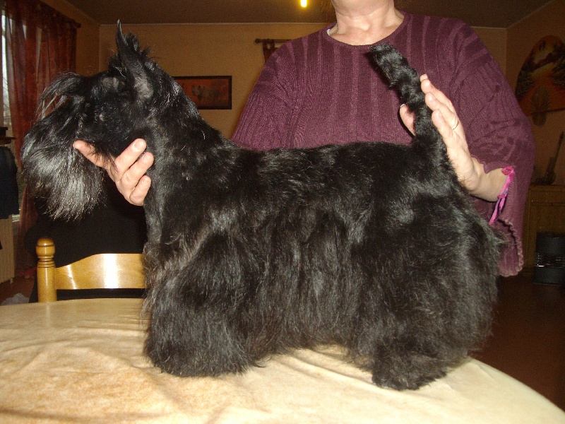 Dalila Du coin sauvage