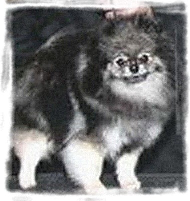 Publication : Follow me