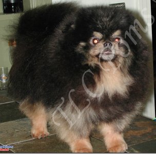 showin's Bela lugosi