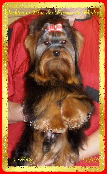  Auteur : LES PRINCES DE WINDSOR