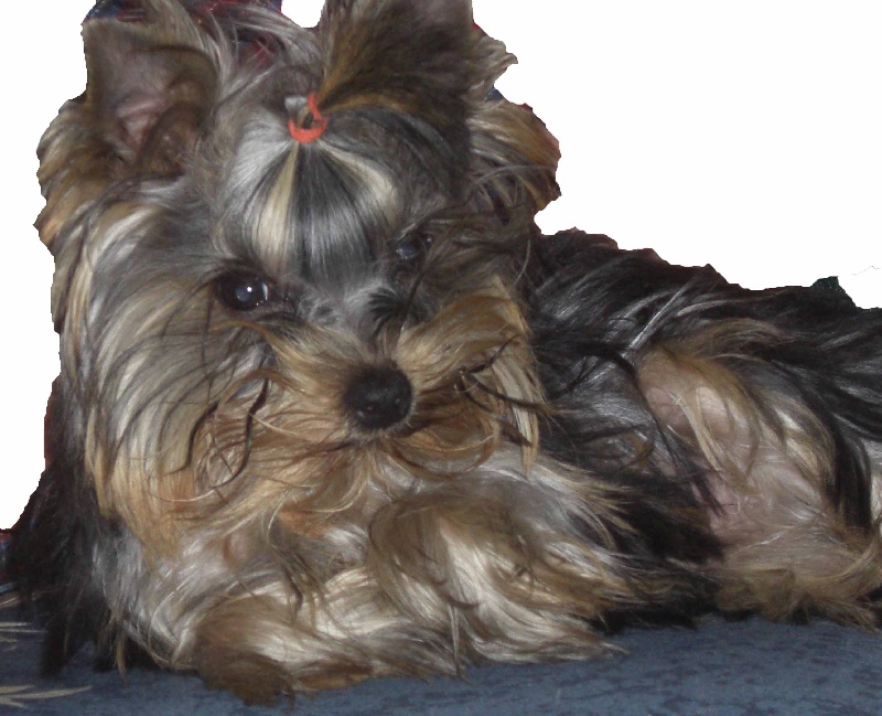 Colomba Du domaine de monderlay