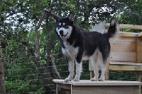 Étalon Alaskan Malamute - Eloura (Sans Affixe)