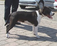 Étalon American Staffordshire Terrier - Zero Tolerance Ivory