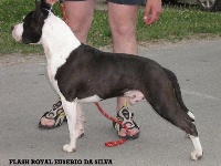 Étalon American Staffordshire Terrier - CH. flash royal Eusebio da silva